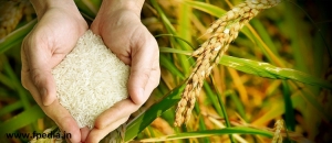 Best Basmati Rice Suppliers
